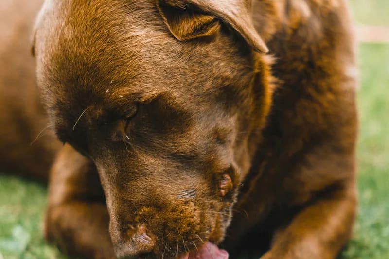 Training Treats for Allergic Dogs: Best Hypoallergenic Options
