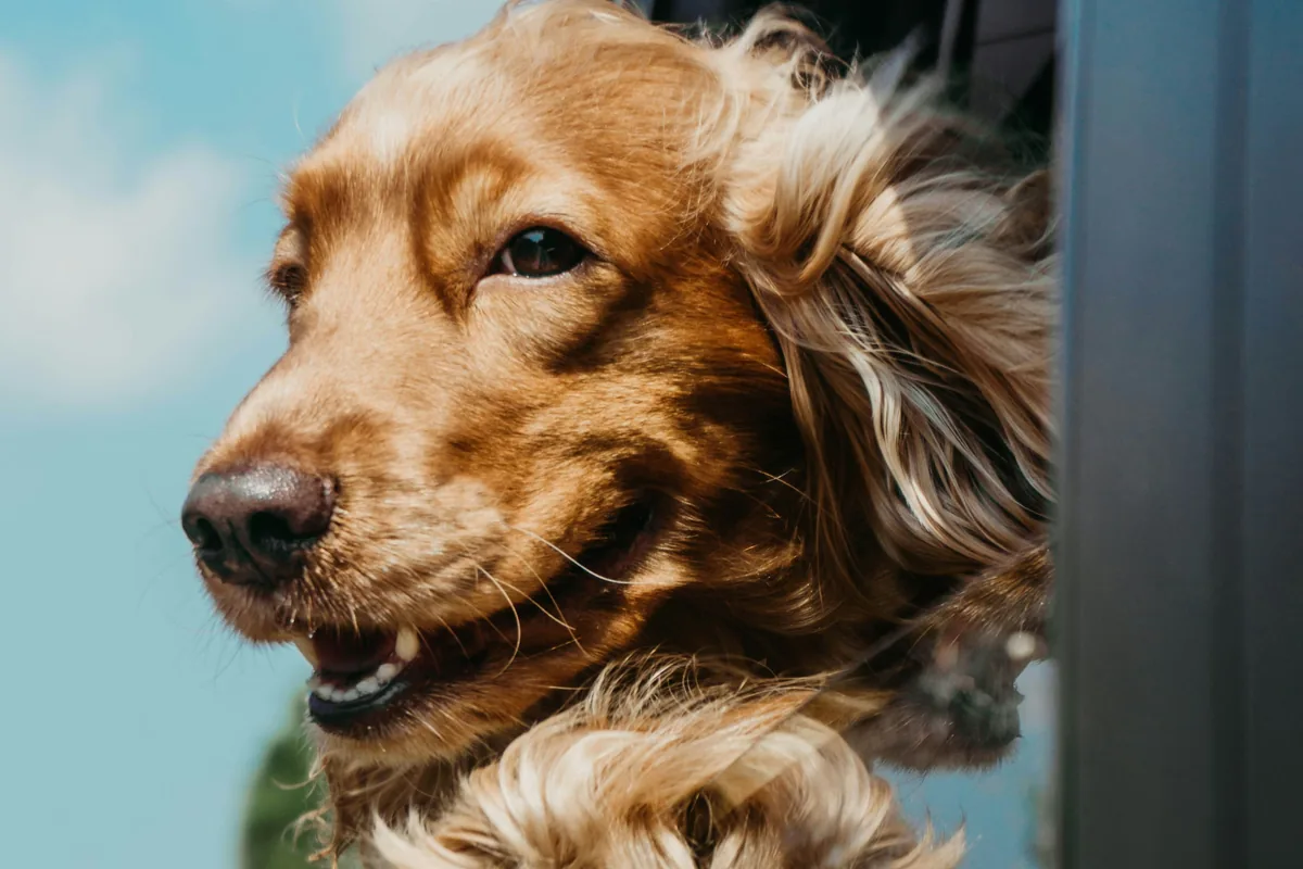 Traveling with Dog Food Allergies: Road & Air Travel Guide