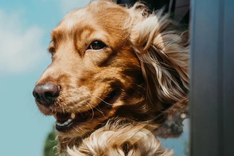 Traveling with Dog Food Allergies: Road & Air Travel Guide