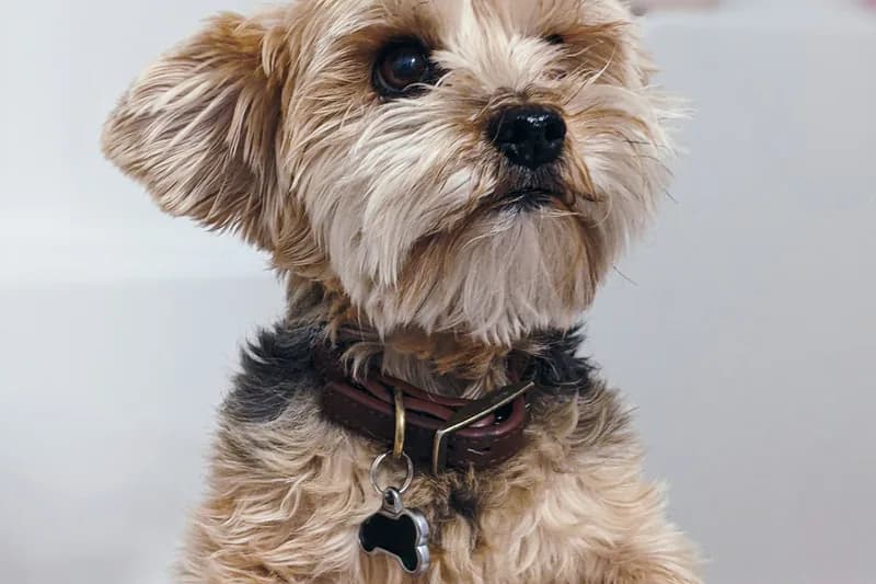 Turkey Allergy in Dogs: Why 40-60% of Chicken-Allergic Dogs React
