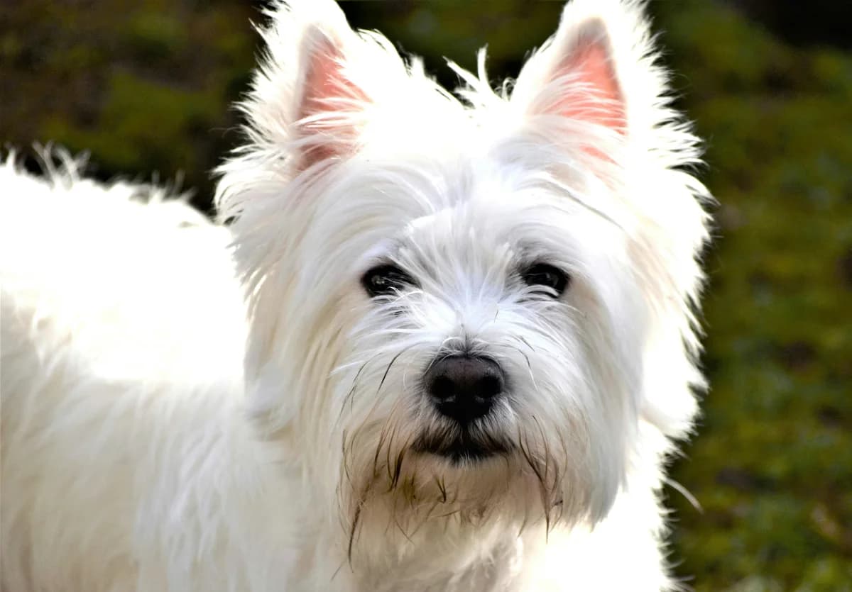 Westie Food Allergies: Skin & Yeast Care Owner's Guide