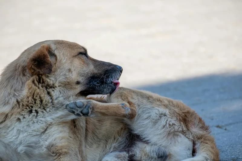 Why Is My Dog Licking Their Paws? Complete Guide