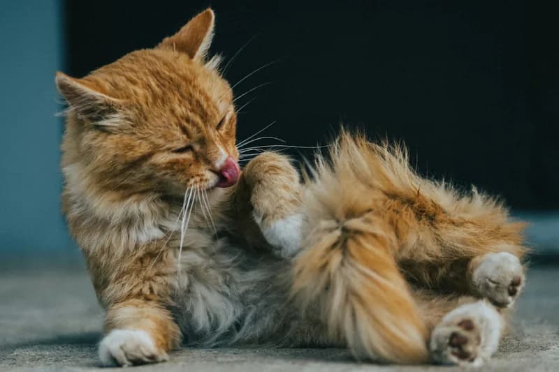 Winter Allergies in Dogs and Cats: Signs Your Pet Is Suffering