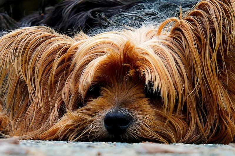 Yorkshire Terrier Food Allergies: 12-16% Affected Guide