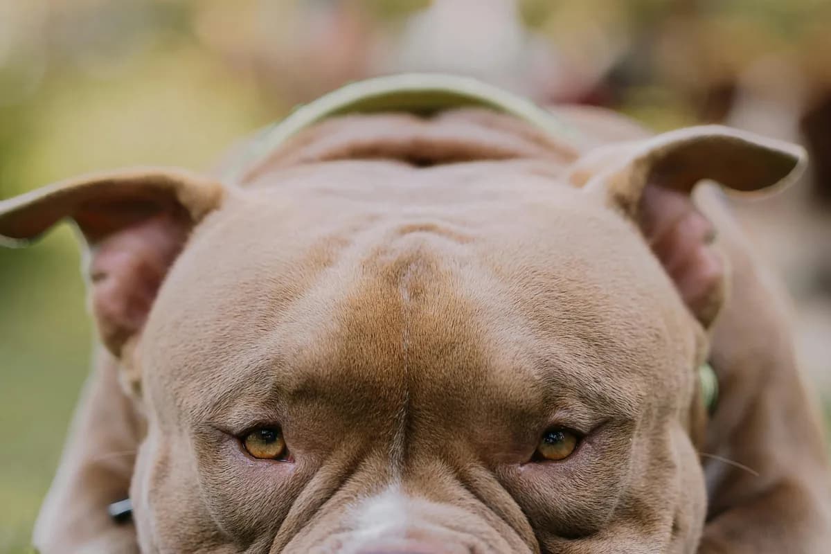 Pitbull Food Allergies: Skin Issues & Best Foods