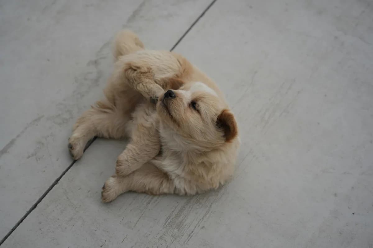 Puppy Food Allergy Symptoms: Normal Behavior vs Allergies