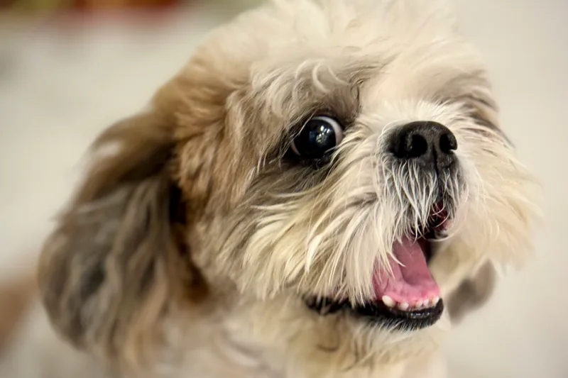 Shih Tzu Food Allergies: 3-4x Higher Rate Than Mixed Breeds
