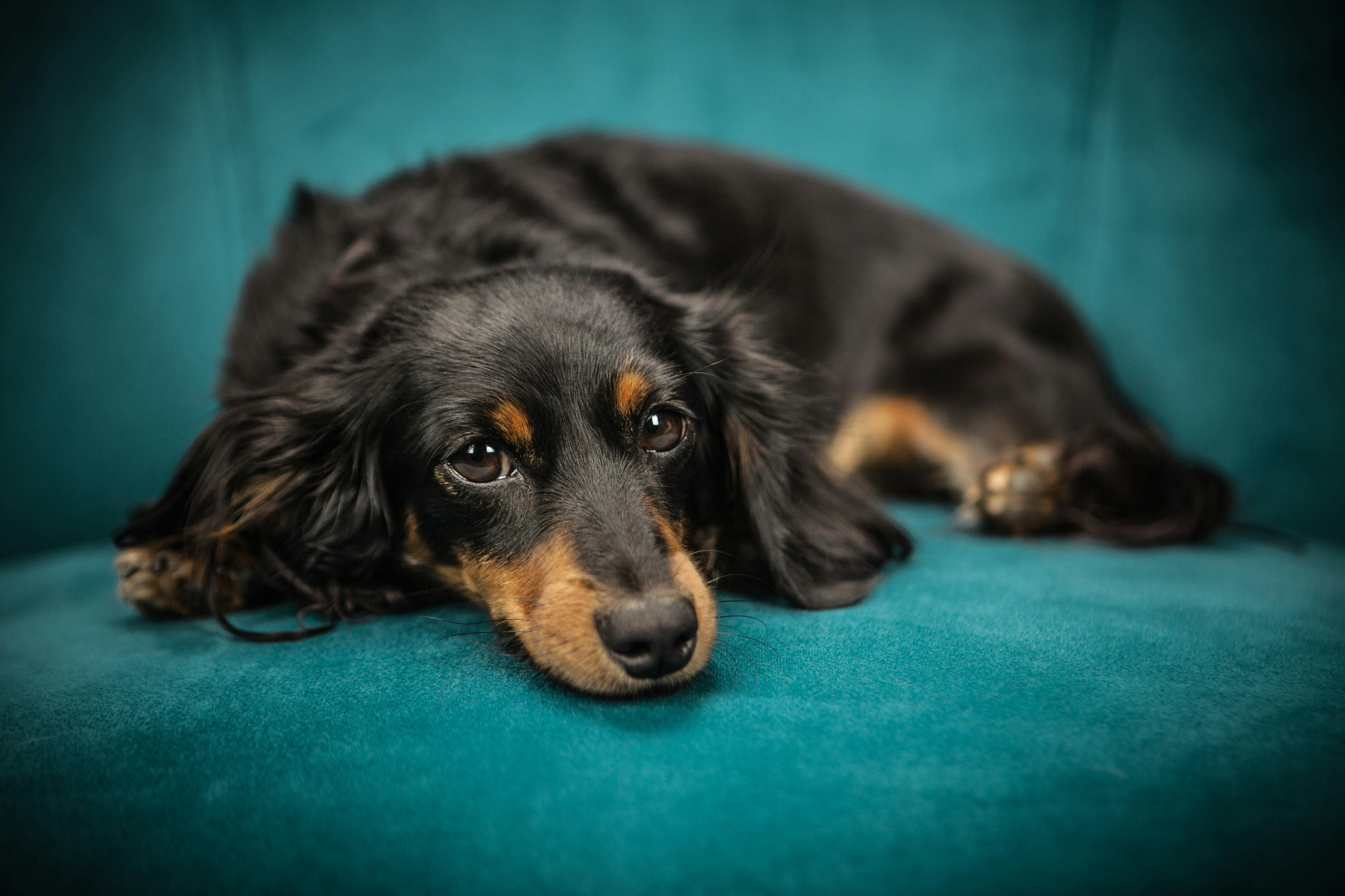 Dachshund Food Allergies: Complete Breed Health Guide 2025