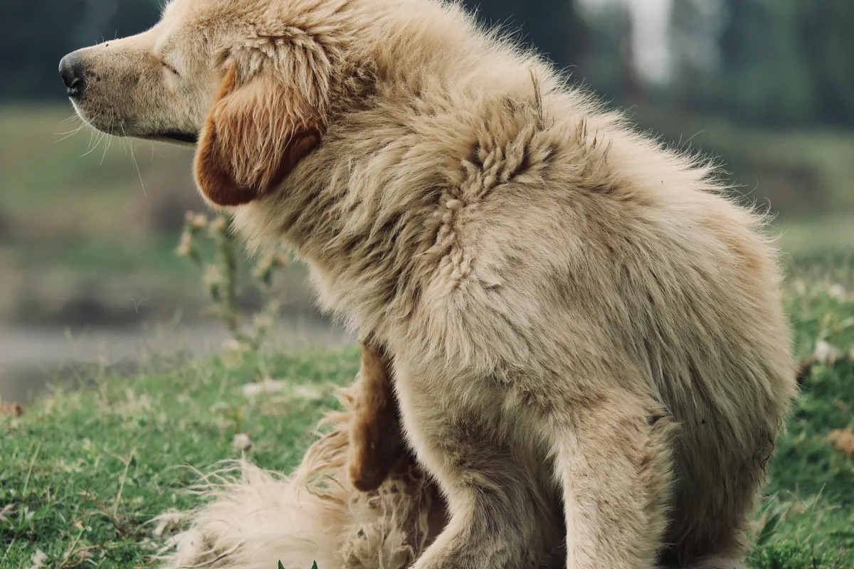 Dog Food Allergy Symptoms Complete Identification Guide