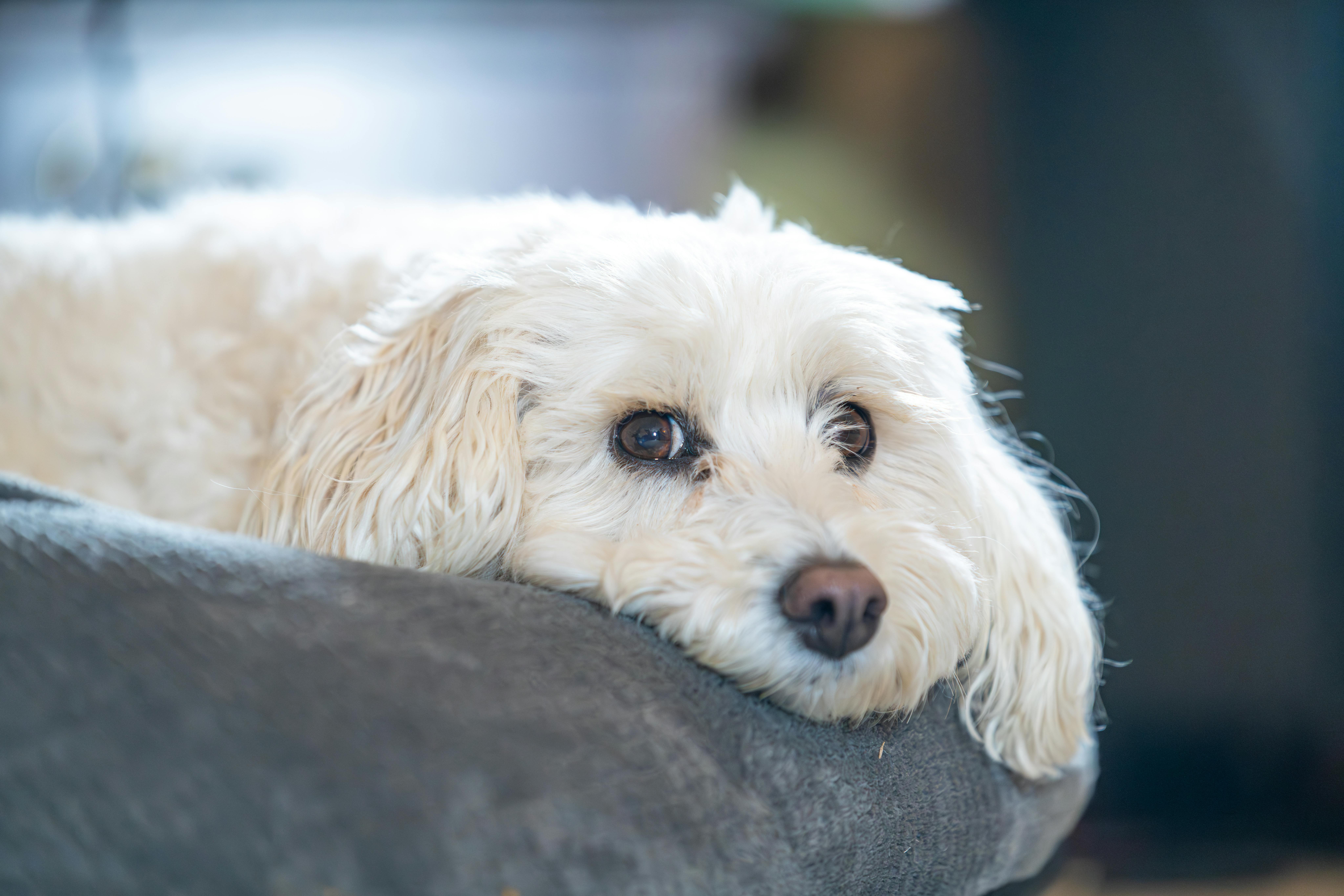 Elimination Diet for Dogs: Complete 8-Week Protocol & Food Diary 2025