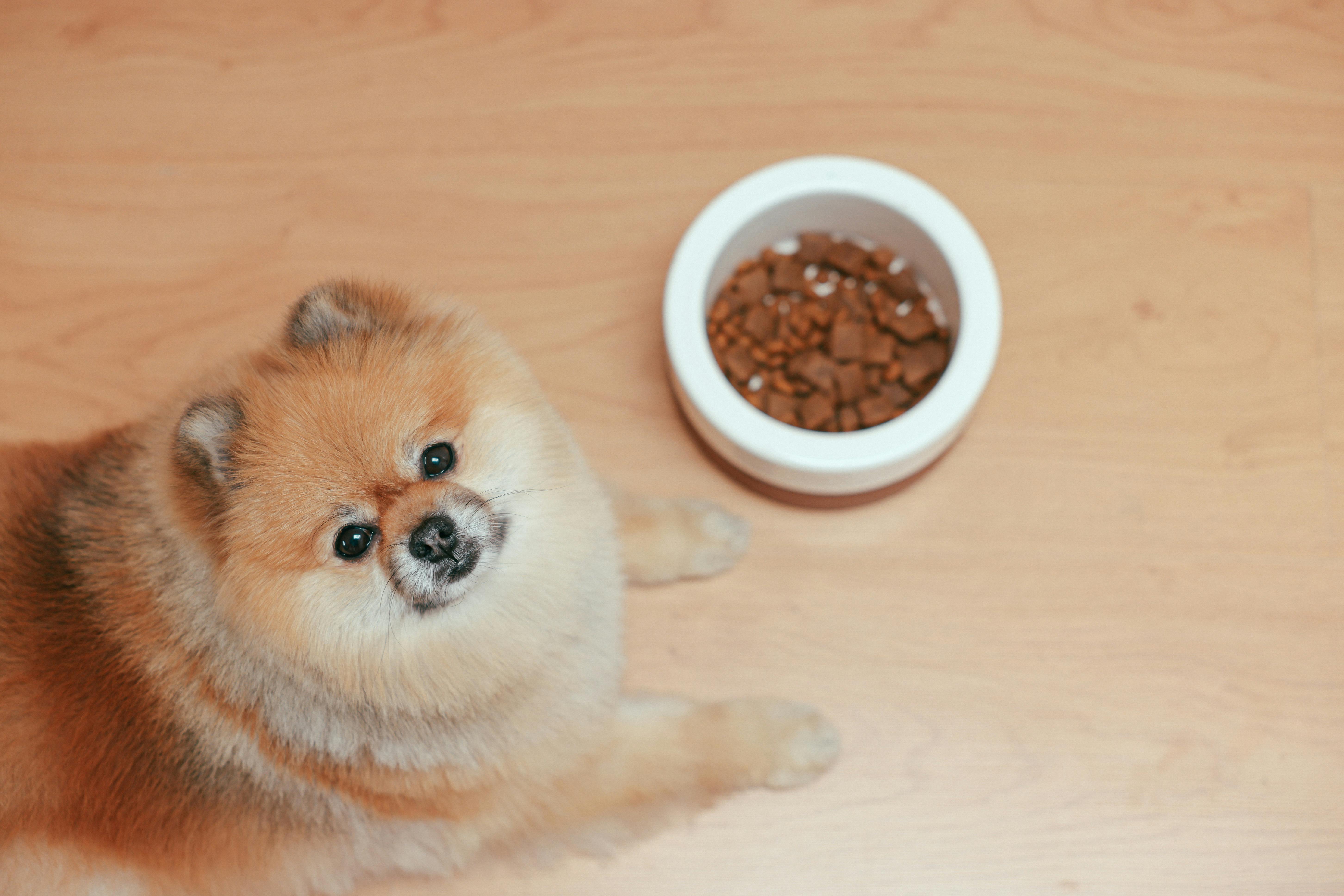 Homemade Dog Food for Allergies: Vet-Approved Recipes & Guide 2025
