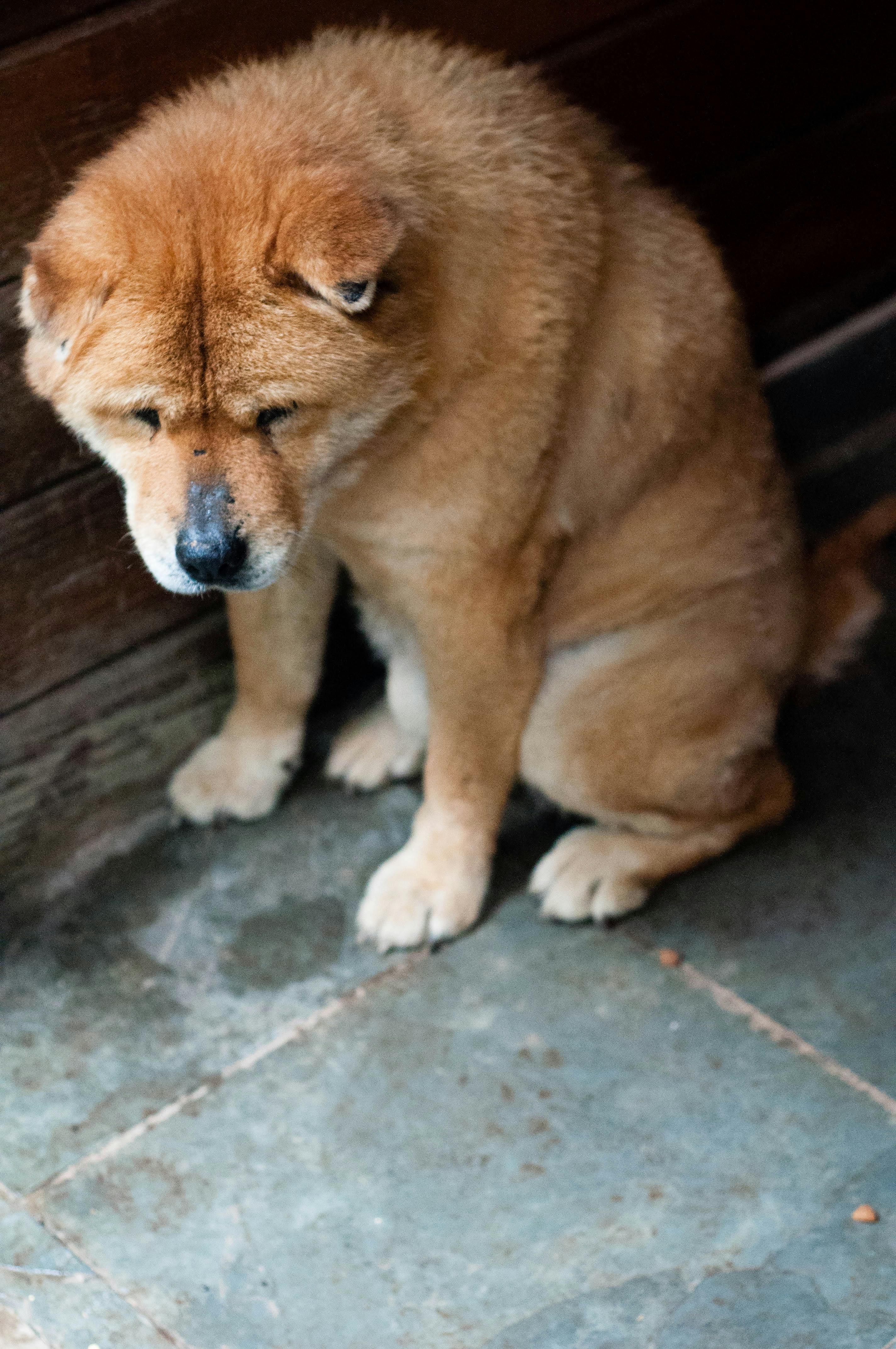 Insect Protein Dog Food: Novel Solution for Severe Allergies 2025