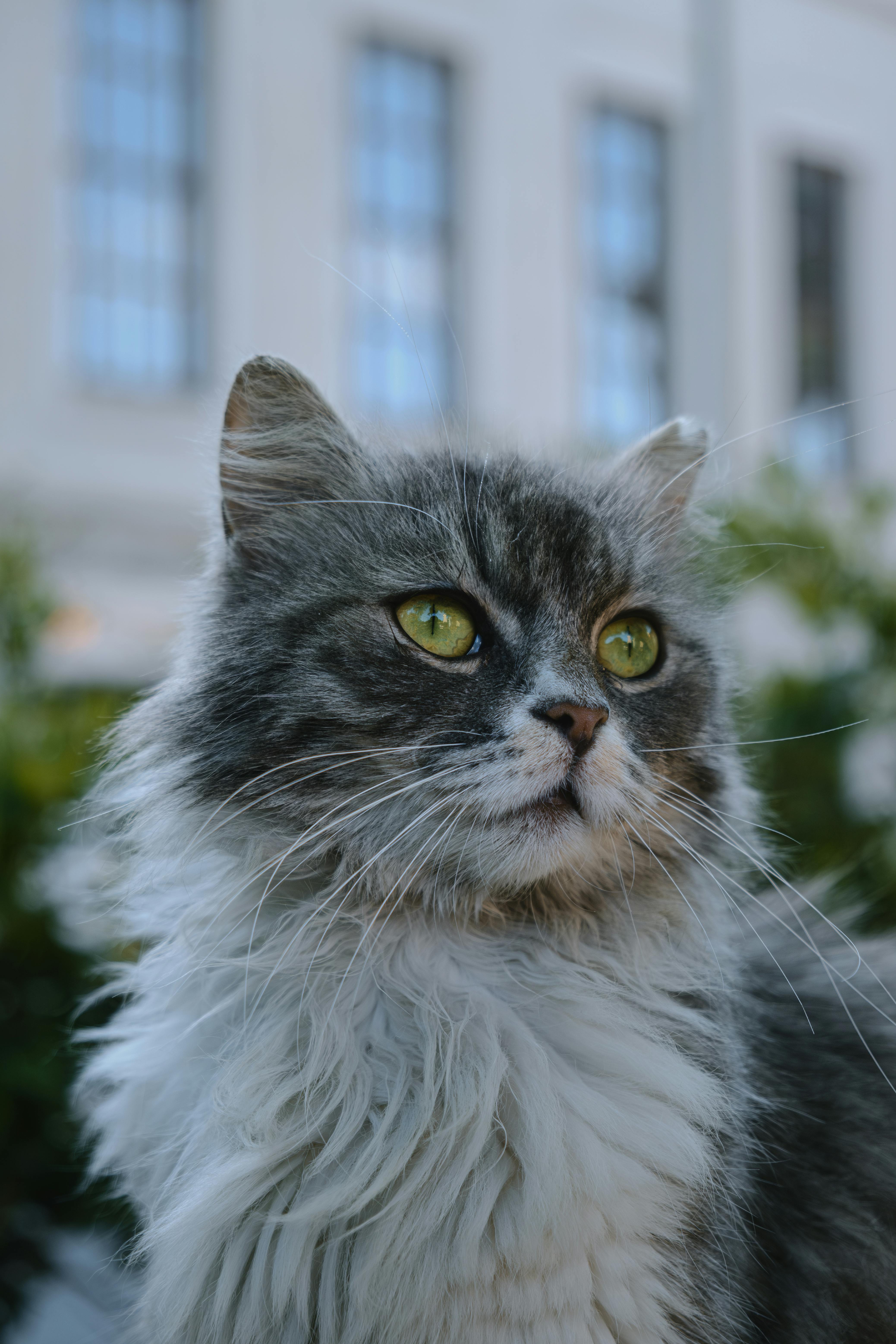 Maine Coon Food Allergies: Large Breed Cat Diet Guide 2025