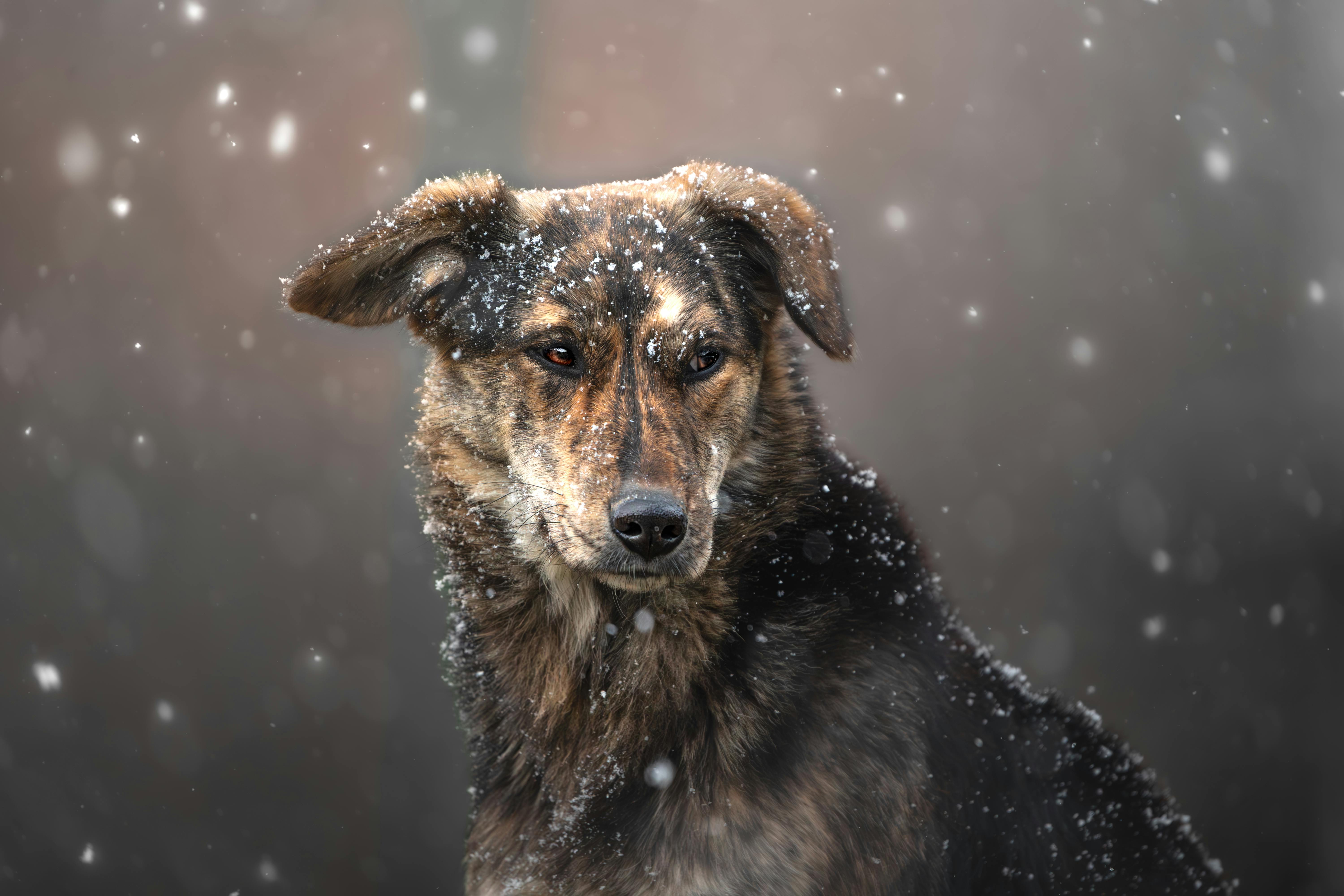 Probiotics for Dog Food Allergies: Gut Health & Immune Support 2025