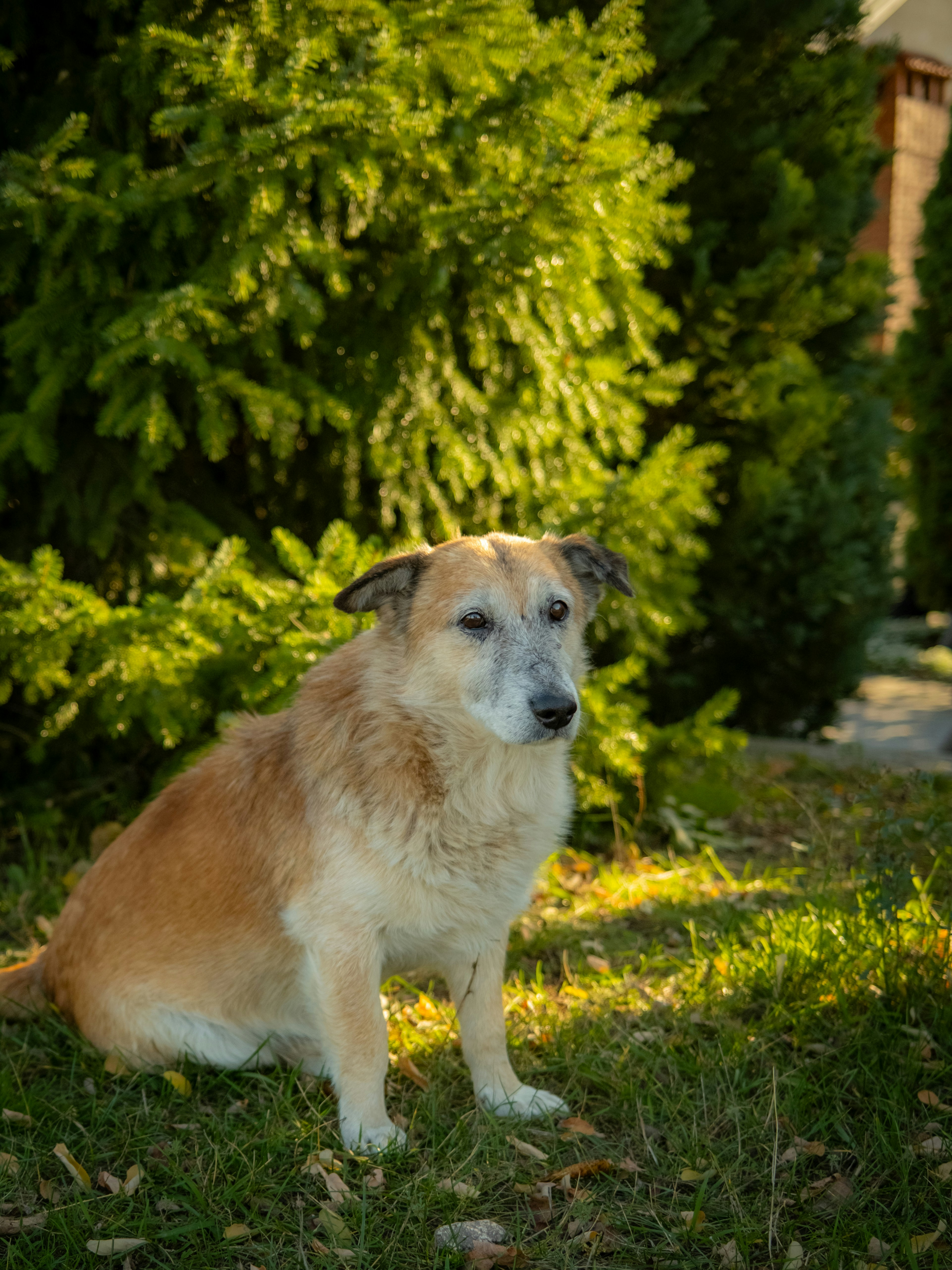 Senior Dog Food Allergies: Late-Onset Symptoms & Solutions 2025