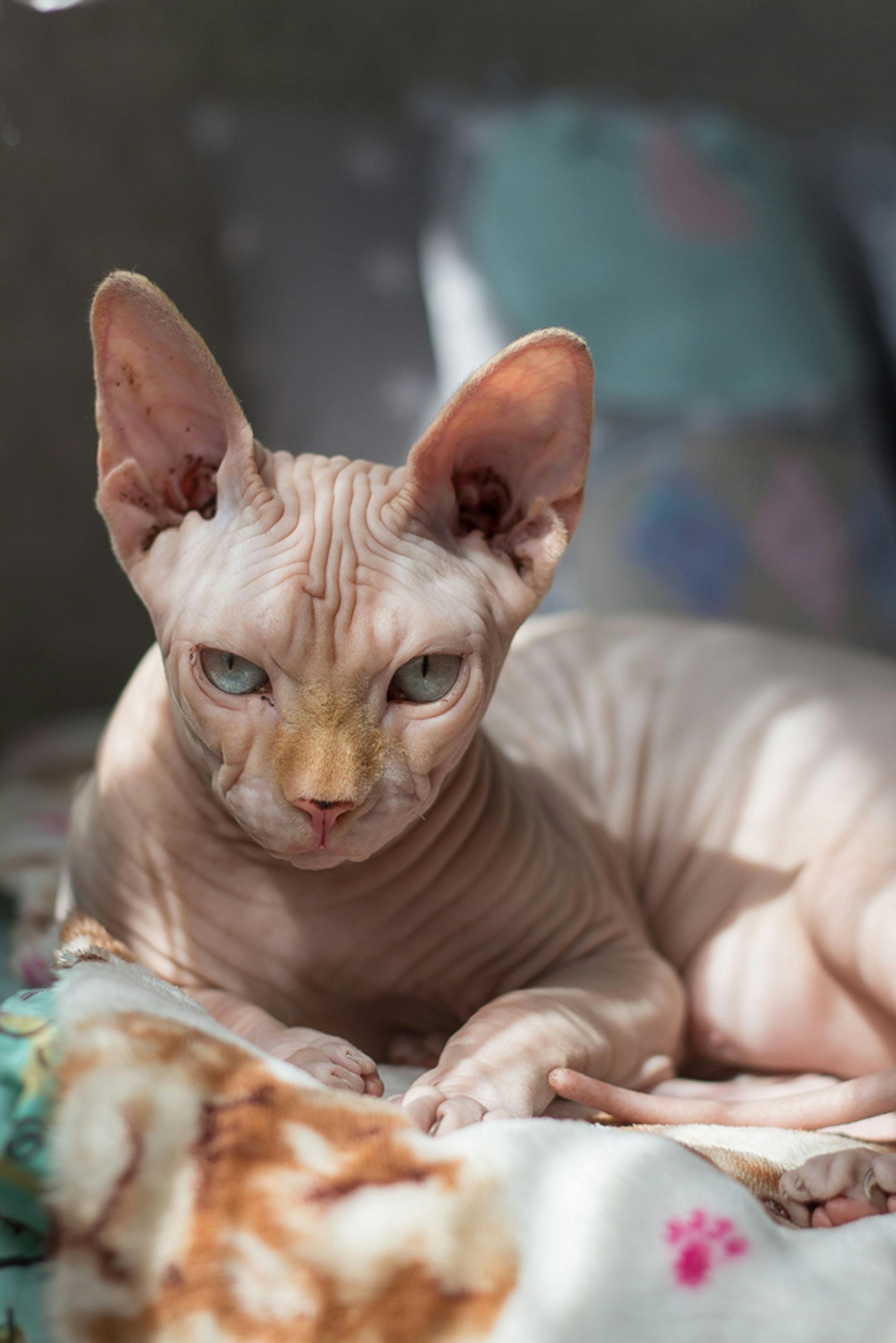 Sphynx Cat Food Allergies: Hairless Breed Care Guide 2025