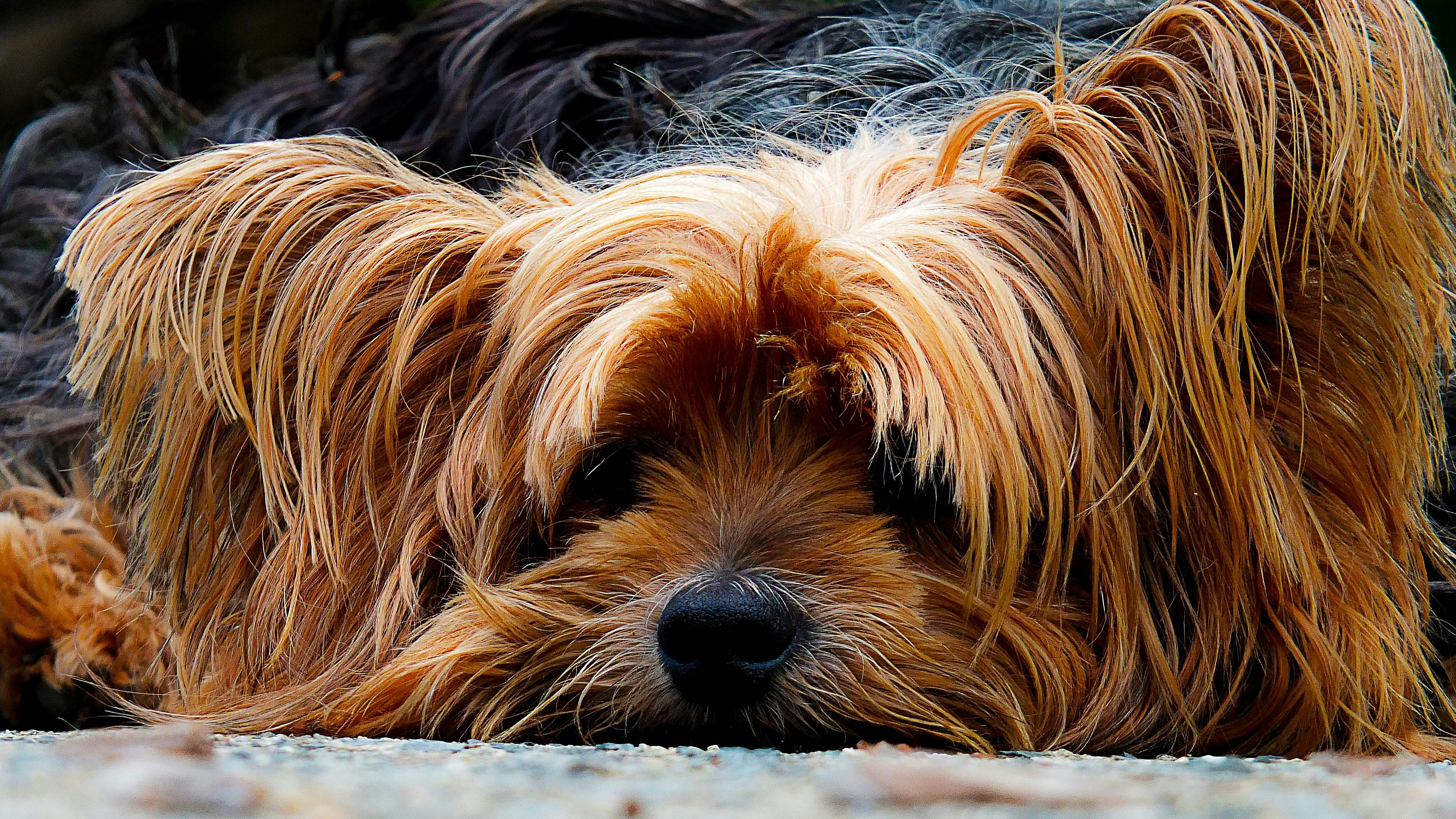 Yorkshire Terrier Food Allergies: Small Breed Guide 2025